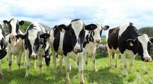 Nestlé intensifica descarbonização da produção de leite